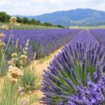 champ-lavande-flore-provence-alpes-haute-provence